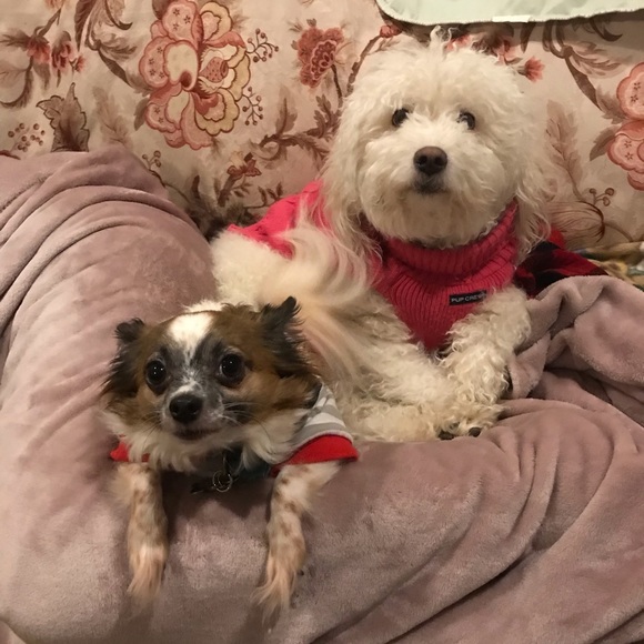 Meet your Posher, Veronica - Picture 1 of 1